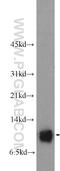 S100 Calcium Binding Protein A13 antibody, 14987-1-AP, Proteintech Group, Western Blot image 