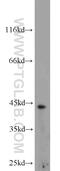 T antibody, 20741-1-AP, Proteintech Group, Western Blot image 