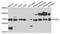 Acyl-CoA Dehydrogenase Family Member 9 antibody, PA5-76270, Invitrogen Antibodies, Western Blot image 