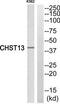 Carbohydrate Sulfotransferase 13 antibody, TA316196, Origene, Western Blot image 