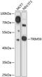 Tripartite Motif Containing 59 antibody, 15-246, ProSci, Western Blot image 