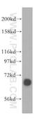 ATPase H+ Transporting V1 Subunit A antibody, 17115-1-AP, Proteintech Group, Western Blot image 