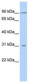 Cation Channel Sperm Associated Auxiliary Subunit Delta antibody, TA330924, Origene, Western Blot image 