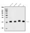 Interleukin 18 antibody, PB9014, Boster Biological Technology, Western Blot image 