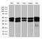 GA Binding Protein Transcription Factor Subunit Beta 1 antibody, LS-C795890, Lifespan Biosciences, Western Blot image 