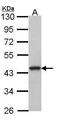 G Protein-Coupled Receptor 20 antibody, GTX100366, GeneTex, Western Blot image 