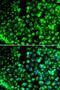 Calumenin antibody, LS-C747514, Lifespan Biosciences, Immunofluorescence image 