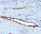Von Willebrand Factor antibody, AM50328PU-T, Origene, Immunohistochemistry paraffin image 