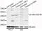 NFKB Inhibitor Alpha antibody, STJ29380, St John