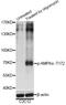 Protein Kinase AMP-Activated Catalytic Subunit Alpha 1 antibody, STJ22339, St John