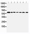 Coactivator Associated Arginine Methyltransferase 1 antibody, LS-C313357, Lifespan Biosciences, Western Blot image 