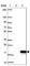 Pyroglutamylated RFamide Peptide antibody, HPA043377, Atlas Antibodies, Western Blot image 