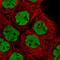 Heterogeneous Nuclear Ribonucleoprotein M antibody, HPA024344, Atlas Antibodies, Immunofluorescence image 