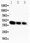 Cytochrome P450 Family 2 Subfamily E Member 1 antibody, PA1908, Boster Biological Technology, Western Blot image 