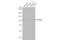 Unc-51 Like Autophagy Activating Kinase 2 antibody, NBP1-33136, Novus Biologicals, Western Blot image 