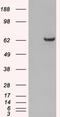Growth Factor Receptor Bound Protein 7 antibody, LS-C54944, Lifespan Biosciences, Western Blot image 