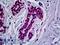 RUNX Family Transcription Factor 1 antibody, LS-B5381, Lifespan Biosciences, Immunohistochemistry frozen image 