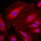 Tyrosine 3-Monooxygenase/Tryptophan 5-Monooxygenase Activation Protein Eta antibody, NBP1-92691, Novus Biologicals, Immunocytochemistry image 