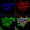 Calcium Voltage-Gated Channel Auxiliary Subunit Gamma 2 antibody, MA5-27644, Invitrogen Antibodies, Immunofluorescence image 