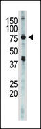 Inhibitor Of Nuclear Factor Kappa B Kinase Subunit Epsilon antibody, LS-C101267, Lifespan Biosciences, Western Blot image 