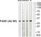 Fas Associated Via Death Domain antibody, abx012994, Abbexa, Western Blot image 