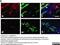 Actin Alpha 2, Smooth Muscle antibody, MCA5781GA, Bio-Rad (formerly AbD Serotec) , Enzyme Linked Immunosorbent Assay image 