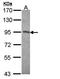 Serpin Family F Member 1 antibody, orb11261, Biorbyt, Western Blot image 