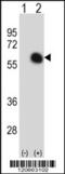 GATA Binding Protein 2 antibody, 62-453, ProSci, Western Blot image 