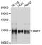 WD Repeat Domain 11 antibody, abx126792, Abbexa, Western Blot image 