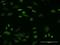 Nance-Horan syndrome protein antibody, H00004810-M05, Novus Biologicals, Immunofluorescence image 