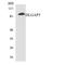 DLG Associated Protein 5 antibody, LS-C291883, Lifespan Biosciences, Western Blot image 