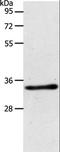 Aminoacylase 3 antibody, LS-C401171, Lifespan Biosciences, Western Blot image 