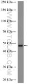 Chimerin 2 antibody, 18259-1-AP, Proteintech Group, Western Blot image 