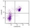 CD38 Molecule antibody, 98-751, ProSci, Immunohistochemistry paraffin image 