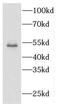 Keratin 13 antibody, FNab02193, FineTest, Western Blot image 