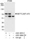 N6-adenosine-methyltransferase 70 kDa subunit antibody, A301-568A, Bethyl Labs, Immunoprecipitation image 