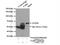 Asparaginyl-TRNA Synthetase antibody, 14882-1-AP, Proteintech Group, Immunoprecipitation image 