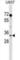 Peptidylprolyl Isomerase E antibody, abx029613, Abbexa, Western Blot image 