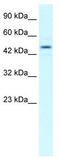 Transcription elongation factor B polypeptide 1 antibody, TA330158, Origene, Western Blot image 