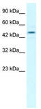 Elongin C antibody, TA330158, Origene, Western Blot image 