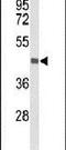 BMP/Retinoic Acid Inducible Neural Specific 1 antibody, PA5-26475, Invitrogen Antibodies, Western Blot image 