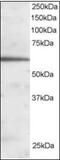 Forkhead Box A2 antibody, orb89287, Biorbyt, Western Blot image 