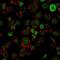 Neurofilament Heavy antibody, NBP2-33102, Novus Biologicals, Immunofluorescence image 