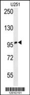 Zinc Finger Protein 197 antibody, 55-247, ProSci, Western Blot image 