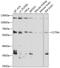 Chaperonin Containing TCP1 Subunit 6A antibody, 19-097, ProSci, Western Blot image 