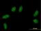 Transcription Elongation Factor A N-Terminal And Central Domain Containing 2 antibody, H00127428-B01P, Novus Biologicals, Immunocytochemistry image 