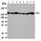 Notch Receptor 4 antibody, orb329684, Biorbyt, Western Blot image 