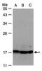 ATP Synthase F1 Subunit Delta antibody, PA5-21361, Invitrogen Antibodies, Western Blot image 