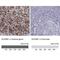 Scavenger Receptor Class B Member 1 antibody, NBP2-62676, Novus Biologicals, Immunohistochemistry paraffin image 