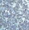 Serine/Threonine Kinase 17b antibody, MA5-15020, Invitrogen Antibodies, Immunohistochemistry frozen image 